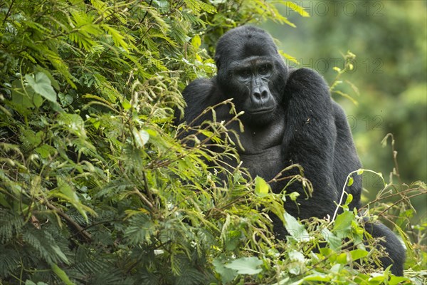 Mountain Gorilla (Gorilla beringei beringei)