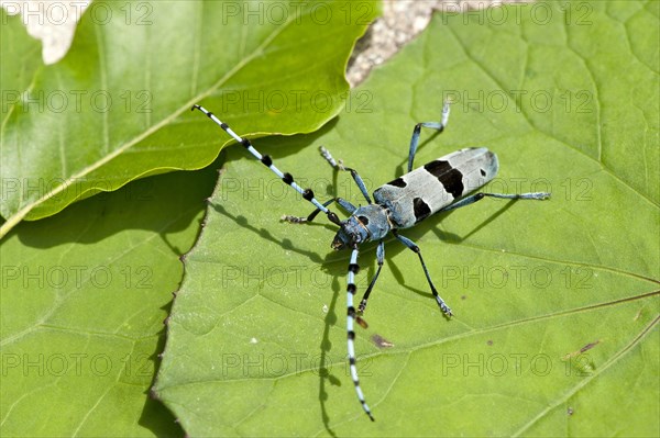 Rosalia longicorn (Rosalia alpina) on leaf