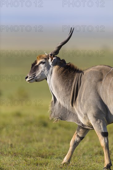 Common eland (Taurotragus oryx) in savanna