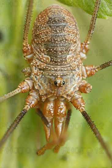 Harvestman or Daddy Longlegs (Opiliones spec)