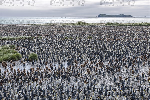 A large colony of King Penguins (Aptenodytes patagonicus)