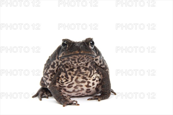 Cane Toad (Rhinella marina)