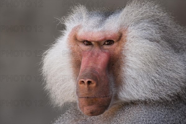 Hamadryas Baboon (Papio hamadryas)