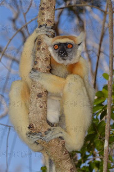 Golden-crowned sifaka(Propithecus tattersalli)