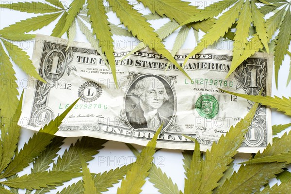 A wrinkled United States dollar bill and marijuana leaves