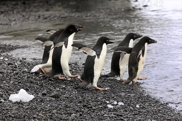 Adelie Penguins (Pygoscelis adeliae)