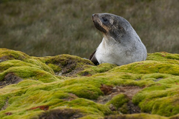 Antarctic Fur Seal (Arctocephalus gazella)