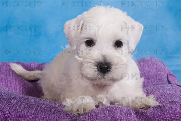 White Miniature Schnauzer