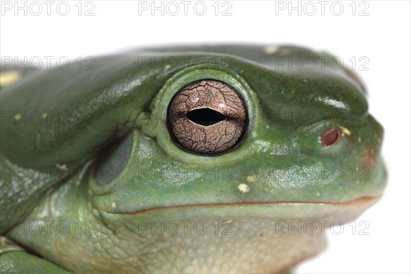 Dainty Green Tree Frog (Litoria gracilenta)