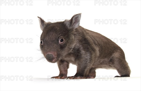 Common Wombat (Vombatus ursinus)