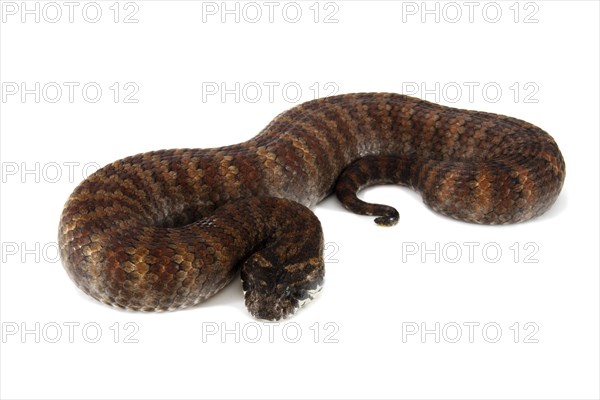 Common Death Adder (Acanthophis antarcticus)