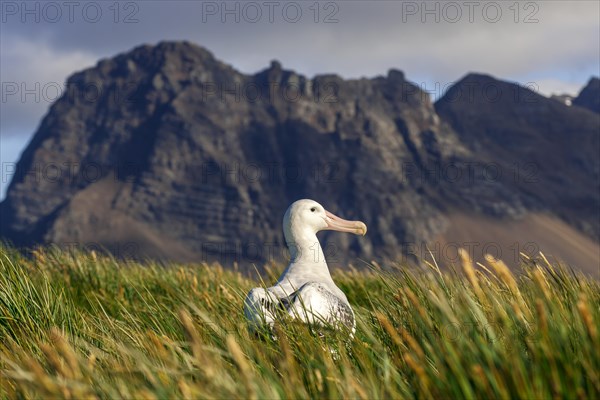 Wandering Albatross (Diomedea exulans) at its nesting site