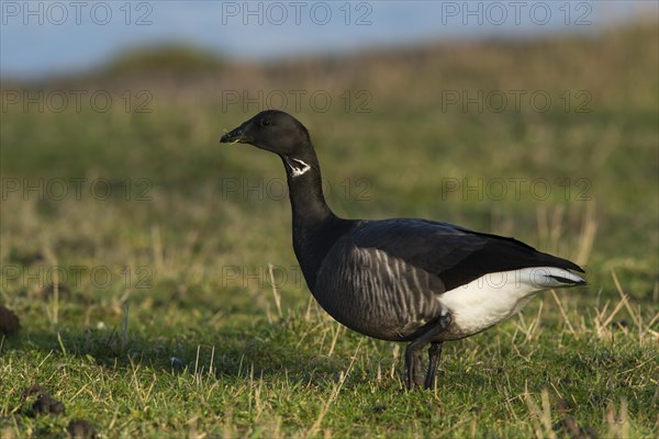 Brant or Brent Goose (Branta bernicla)