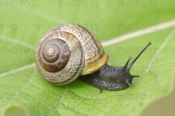 Copse Snail (Arianta arbustorum)