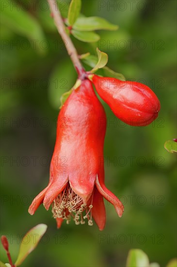 Dwarf Pomegranate (Punica granatum nana var)