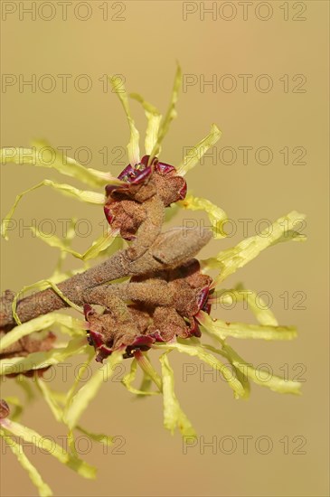 Chinese Witch Hazel (Hamamelis mollis)