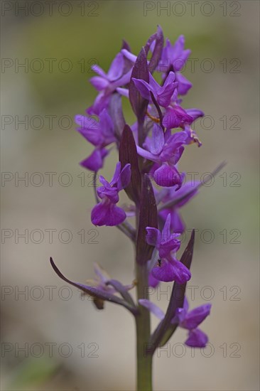 Roman Orchid (Orchis romana)