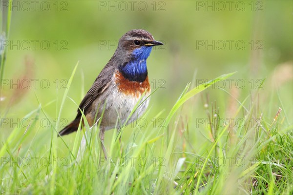 Bluethroat (Luscinia svecica cyanecula)