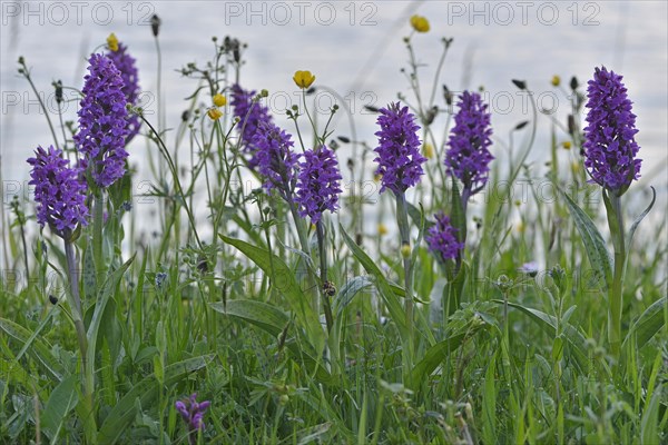 Western Marsh Orchid (Dactylorhiza majalis)