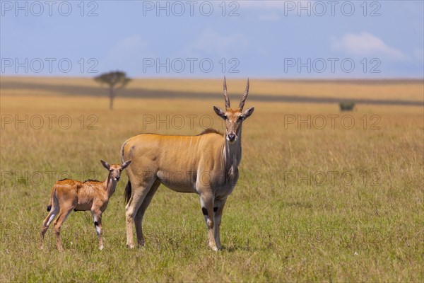 Common elands (Taurotragus oryx)