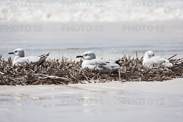 Three Silver Gulls (Chroicocephalus novaehollandiae) resting in dry seagrass on a white sandy beach