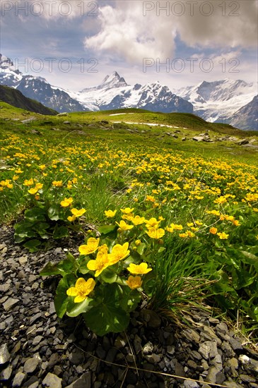 Alpine Marsh Marigolds (Caltha palustris)
