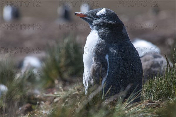 Gentoo Penguin (Pygoscelis papua)