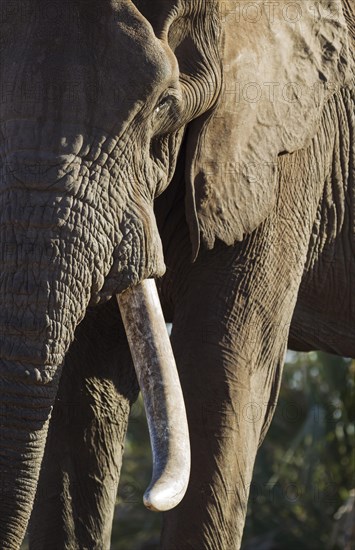 African Elephant (Loxodonta africana)