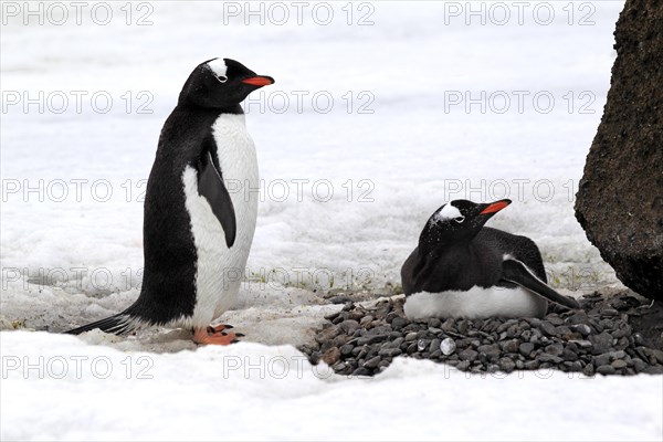 Gentoo Penguins (Pygoscelis papua)