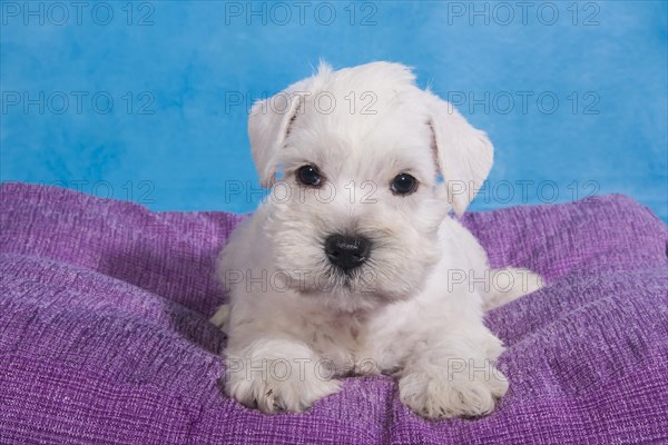 White Miniature Schnauzer