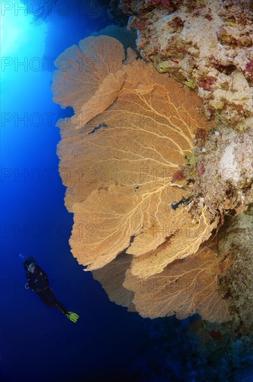 Diver looking at Venus Fan (Gorgonia flabellum)