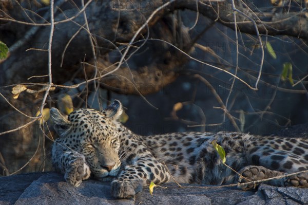 Sleeping Leopard (Panthera pardus)