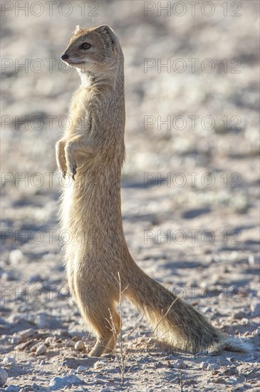 Mongoose (Cynictis penicillata)