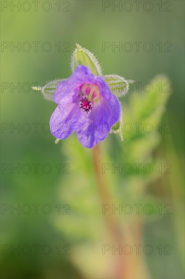 Common Stork's Bill (Erodium ciconium)