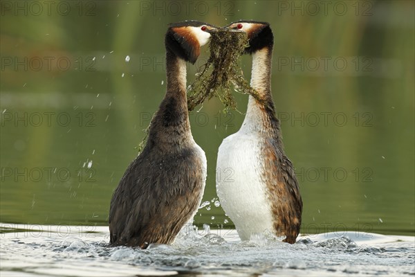 Great Crested Grebes (Podiceps cristatus)