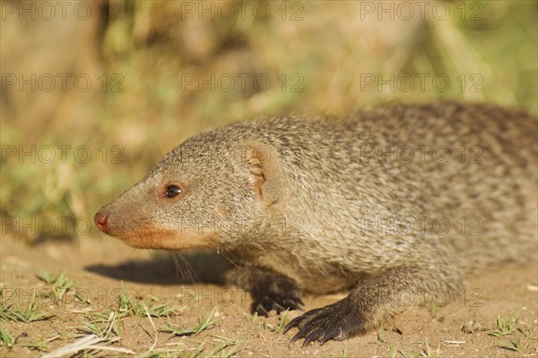 Banded Mongoose (Mungos mungo)