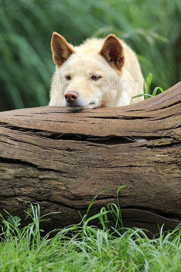 Dingo (Canis familiaris dingo)