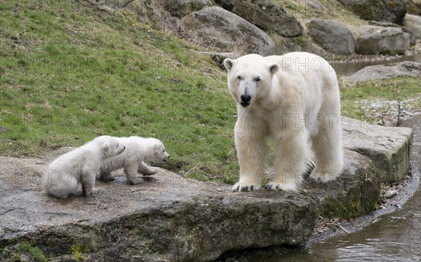 Polar Bears (Ursus maritimus)