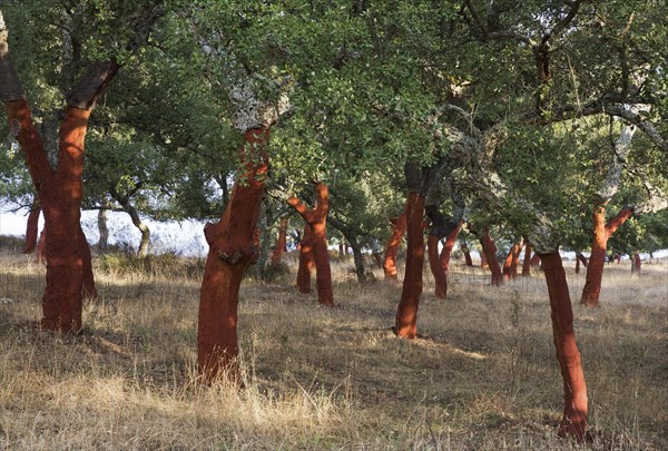 Recently stripped Cork Oaks (Quercus suber) in the Sierra de Grazalema