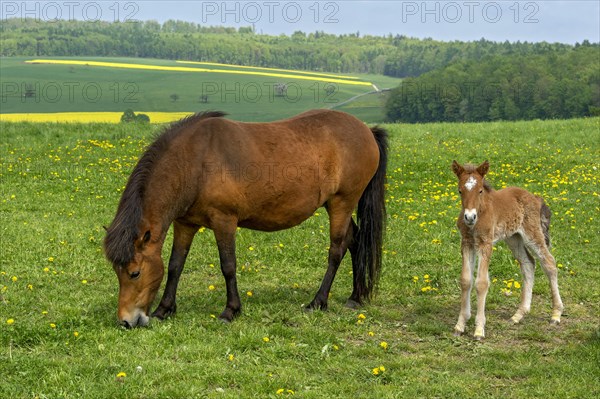 Mare with a few days old foal on the pasture