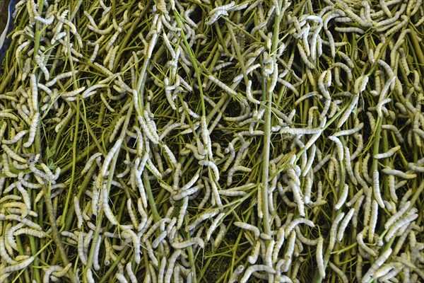 Silkworms (Bombyx mori) feeding on mulberry leaves