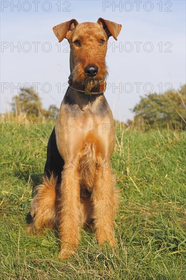 Airedale Terrier