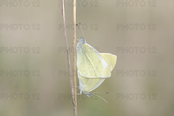 Small White or Cabbage White butterflies (Pieris rapae)