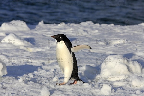 Adelie Penguin (Pygoscelis adeliae)