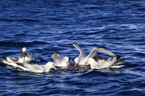 Southern Fulmar (Fulmarus glacialoides)