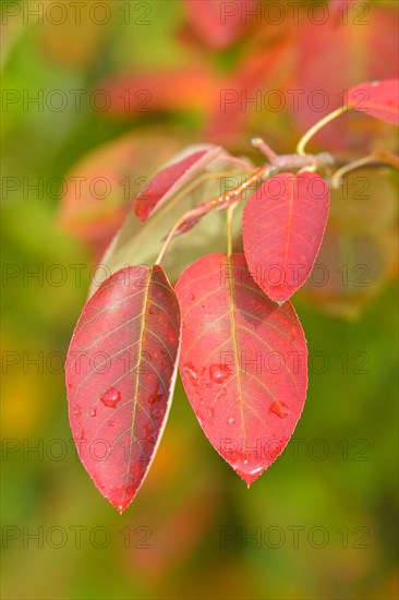 Allegheny Serviceberry (Amelanchier laevis)