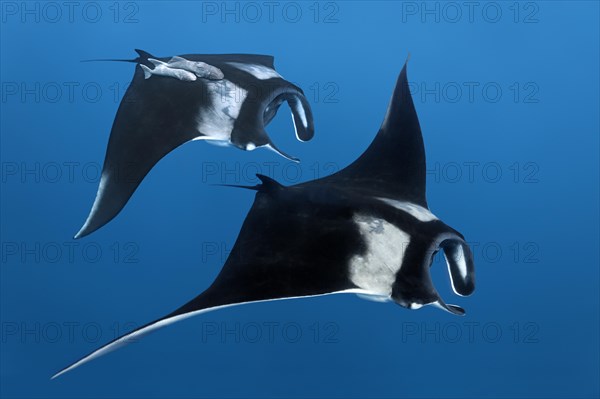 Two Reef manta rays (Manta alfredi)