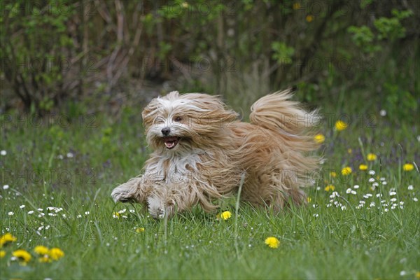 Running Tibetan Terrier