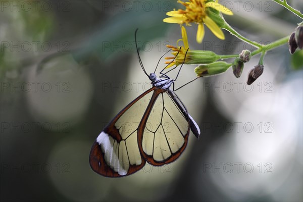 Glasswinged Butterfly (Greta oto)