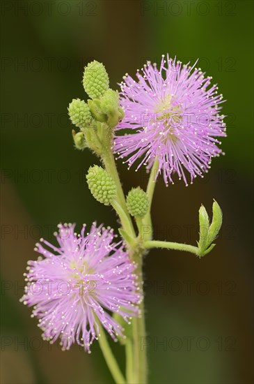 Mimosa